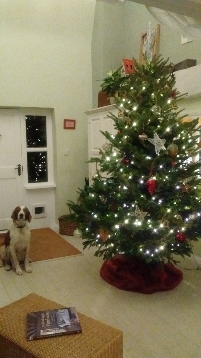 Ailbe and Christmas tree
